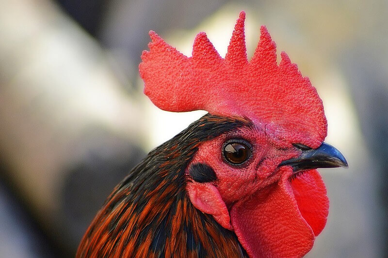 La polémica de las gallinas pone en relieve la identidad de un negocio en Asturias.